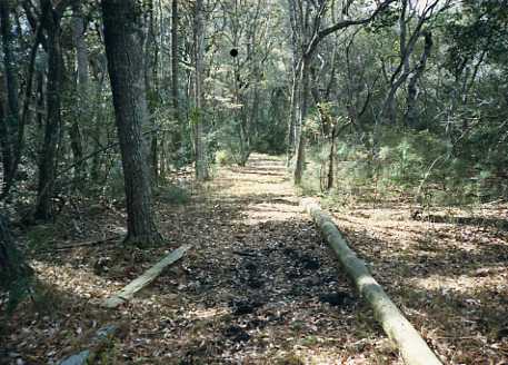 1980 trail to marsh from trailer - no pipe.jpg